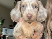 MAVİ GÖZLÜ LONGHAİR DACHSHUND MERLE YAVRUMUZ