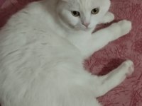KEDİMİZİ ÜCRETSİZ SAHİPLENDİRME ACİL