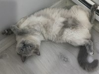 2 yaşında kedimiz