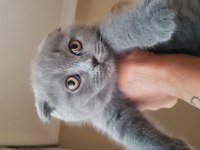 Veteriner kedilerinin safkan scottish fold yavruları