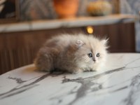 Pamuk Prenses 70 Günlük British Longhair