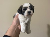 Küt burun shih tzu