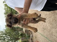 Alman kurdu yavru köpeğimiz