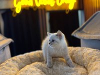 Orjinal Baby Face British Shorthair Blue Point Bebeklerimiz