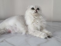 Şecereli yetişkin british longhair kediler