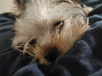 0 numara teacup yorkshire terrier
