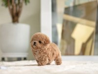 MAYA KIZIMIZIN MÜKEMMEL YAVRUSU TOY POODLE