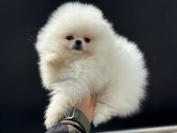 Çok özel show kalite pomeranian lar petmode den