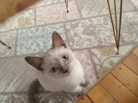 Kedi anne scottish baba british