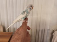 Ele Alışkın Bebek Muhabbet Kuşu Evinize Maskot