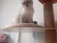 Yetişkin scottish fold kızlarımız yeni yuvasını arıyor