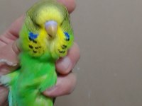 Jumbo erkek muhabbet kuşu bebekler