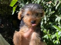 Terrier Yavrularımız
