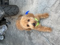 Güzel poodle oğluma yuva arıyorum