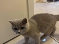 4 aylık Safkan British Shorthair Erkek Yavru