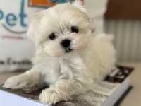 Tea cup kore kan maltese petmode de canlı görün