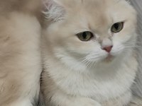 British shorthair golden cy12