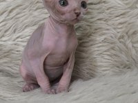 Naked Beauty Sphynx Cattery
