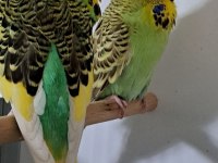 Sadece Ankara İçi Show Jumbo Ve Jumbo Takım Kuşumuz