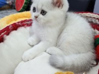 Silver chinchilla rengi safkan yavrular