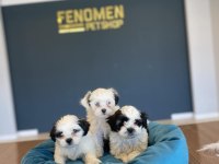 En Güzel Morkie Yavrular Ankara Mağazamızda Görün