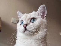 4 aylık erkek british shorthair silver point