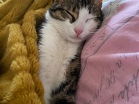 KEDİMİZ ÇOK ACİL YUVA ARIYOR