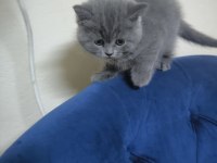 British shorthair gri ayı surat tontiş bebekler