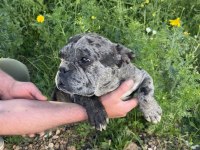 Dişi French Bulldog Merle 1.5 Yaşında