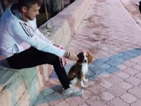 CAVALİER KİNG CHARLES