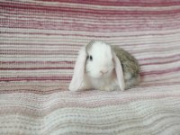 Cüce lop miniatur lop cüce tavşan çiftliği