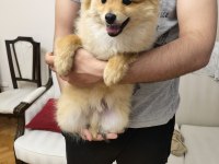6 aylık pomeranian yavrusu