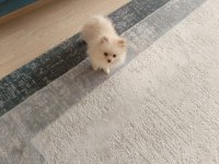 Pomeranian Boo