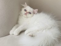 Exotic longhair kalıcı mavi göz