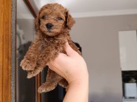 Toy poodle yavrularımız
