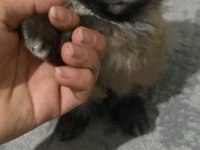 Pomeranian erkek