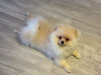 Pomeranian yavrumuz yeni yuvasını arıyor