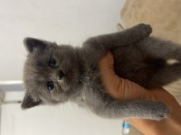 Son 2 erkek british shorthair yavru yeni yuvasını arıyor