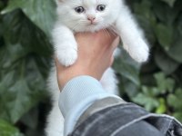 British shorthair bebekler