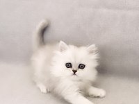 55 Günlük Safkan Chinchilla Yavrularımıza Yeni Yuva