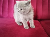 British short hair yavrumuz yuva arıyor
