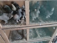 Oyun Kuşları Damızlık Uçkun Güvercinler