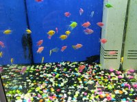 Ciklet Beta Neon Tetra Lepistes Japon Moli