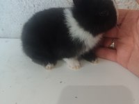 CÜCE TAVŞAN YAVRULARI SON 4 YAVRU