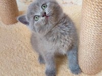 GRİ LİLAC DİŞİ ERKEK KEDİLER