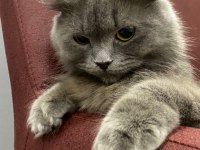 KEDİMİZ HEVESLİK DEĞİL ÖMÜRLÜK YUVASINI ARIYOR (ÜCRETSİZ)