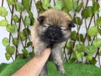 POMERANİAN BOO 4 DİŞİ 1 ERKEK