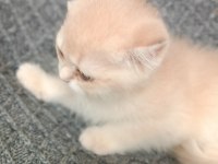 British Shorthair golden Cy11 Cy12 Yavru kediler