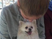 Orjinal sağlıklı ırk pomeranian boo