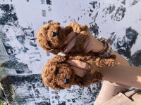 En koyusundan en güzelinden toy poodle minnoşlar